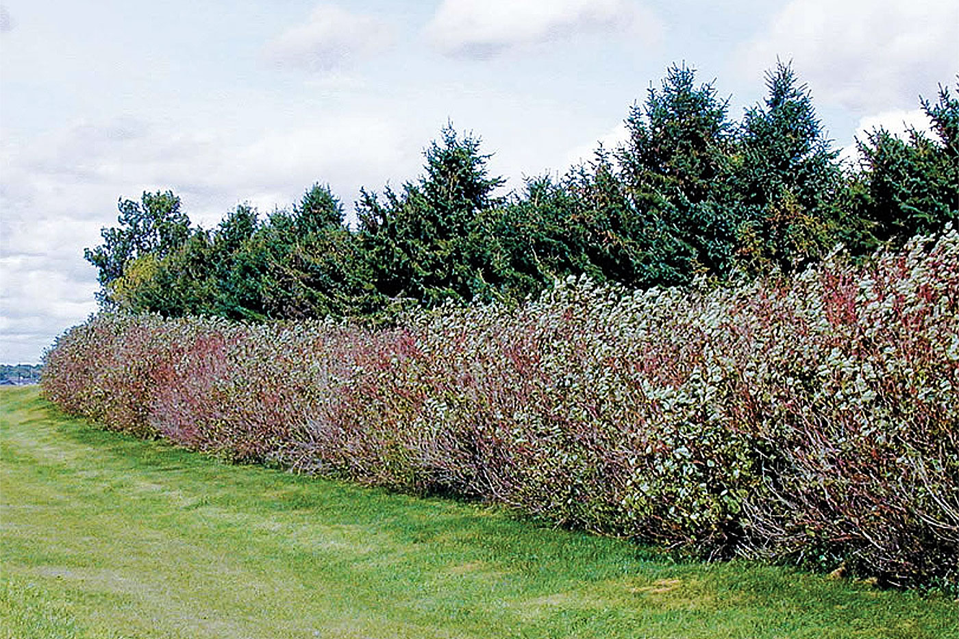 Spruce windbreak with additional red-stemmed dogwoods planted along its edge with a pasture